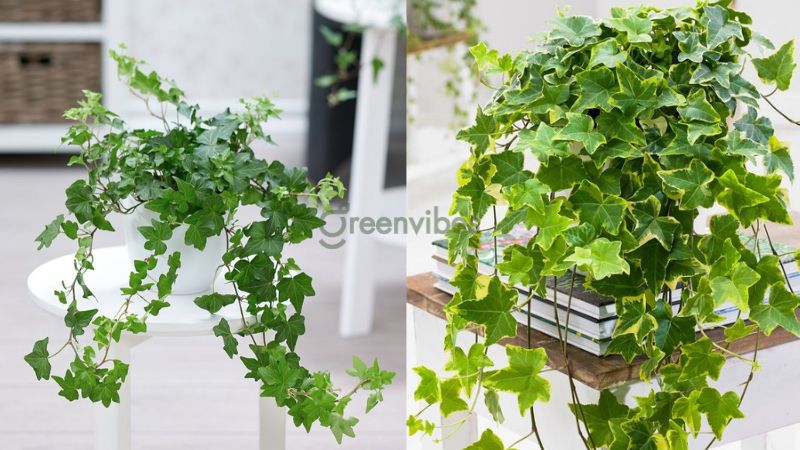 cay-thuong-xuan-co-tac-dung-gi-4 Cây thường xuân chống viêm và chống oxy hóa