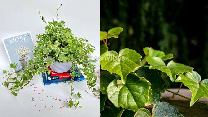 cay-thuong-xuan-co-tac-dung-gi-5 Lưu ý khi sử dụng lá thường xuân