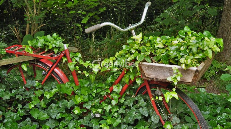 Cây thường xuân có tác dụng gì đối với sức khỏe?