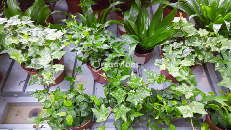 Mua cây thường xuân ở tphcm Cây thường xuân mua ở đâu - Caycoi.net