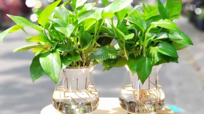 Cây thuỷ sinh văn phòng Cây thủy sinh dễ trồng