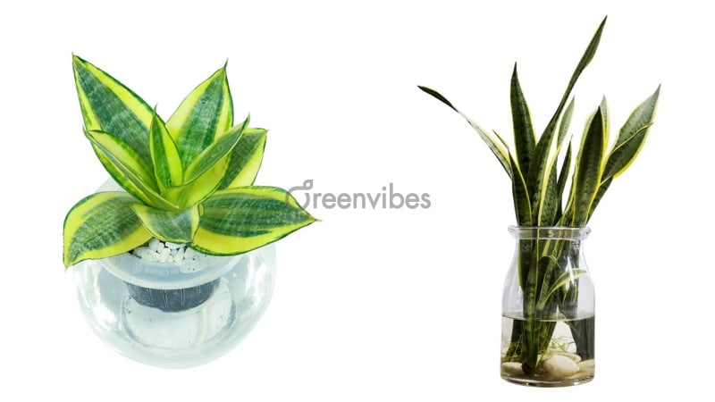 Các loại cây thủy sinh để bàn Cây thủy sinh không cần đất nền