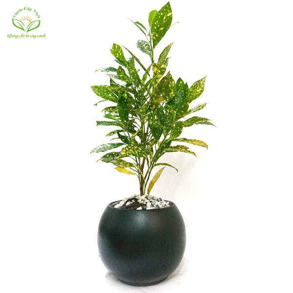 mệnh Thổ hợp cây Cô Tòng Lá Đốm cay-tong-la-dom.jpg