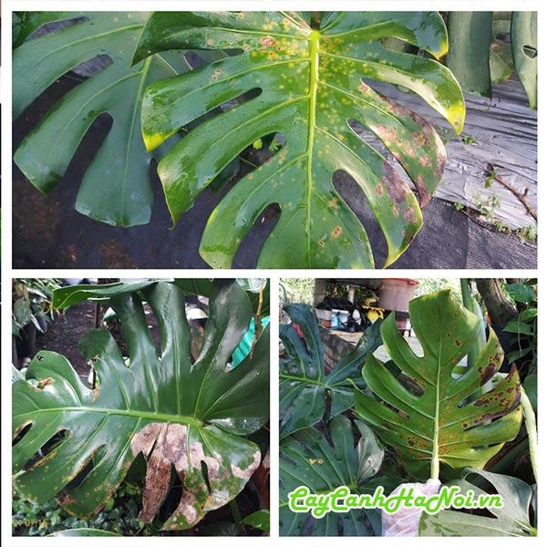 Cây trầu bà Monstera bị lá nâu