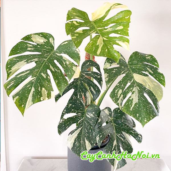 Cây trầu bà Cây trầu bà Monstera Thai Constellation trồng chậu sứ