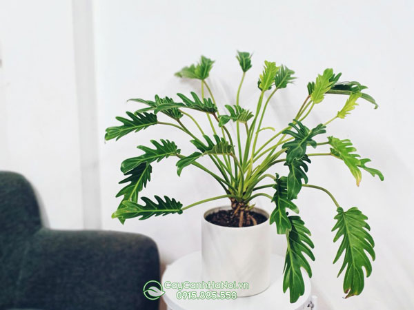 Philodendron Xanadu (Cây Trầu bà chân vịt)