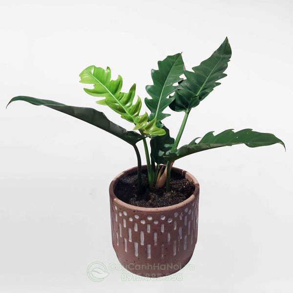 Cây trâu bà cung đàn Philodendron Jungle Boogie