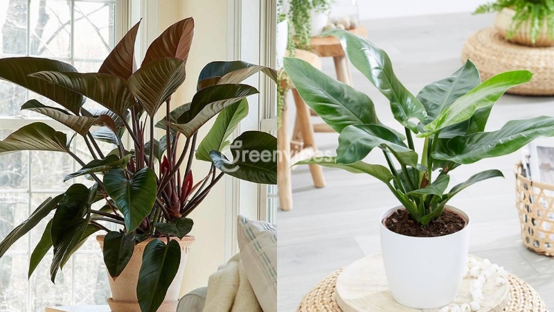 cay-trau-ba-de-vuong-do-hop-voi-menh-gi Cây trầu bà đế vương hợp mệnh gì - Greenvibes