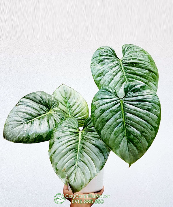 Cây trầu bà lá bạc - Philodendron Mame