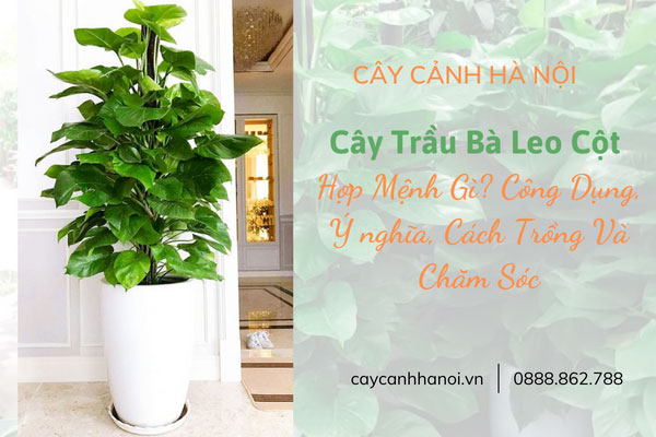 Cây Trầu Bà Leo Cột Hợp Mệnh Gì? Công Dụng, Ý nghĩa, Cách Trồng Và Chăm Sóc