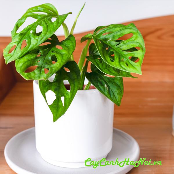 Cây trầu bà Monstera Adansonii