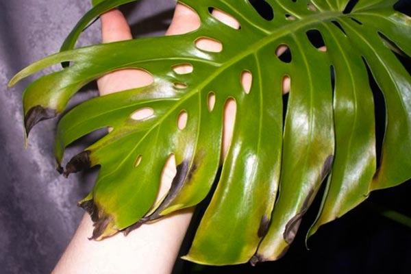 Cây trầu bà Monstera bị bệnh