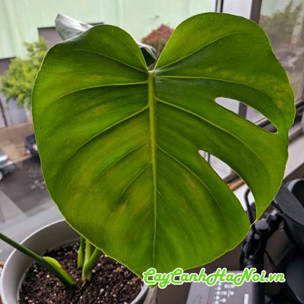 Cây trầu bà Monstera Borsigniana