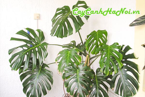 Cây trầu bà Monstera Deliciosa