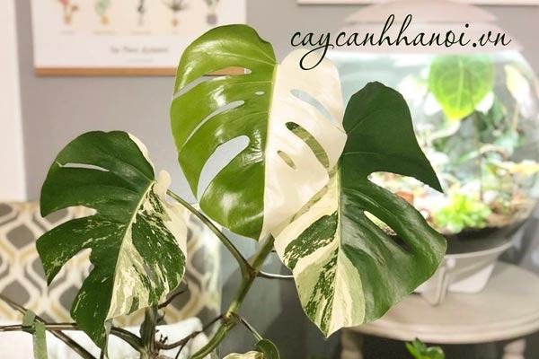 Cây trầu bà Monstera đột biến