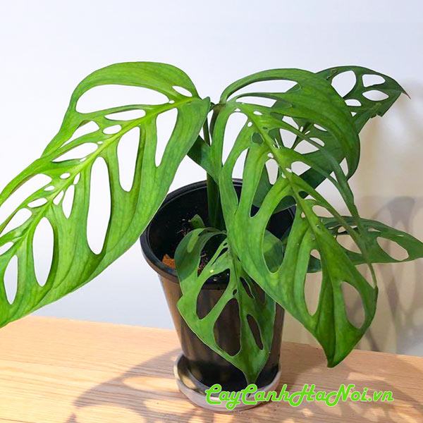 Cây trầu bà Monstera Epipremnoides