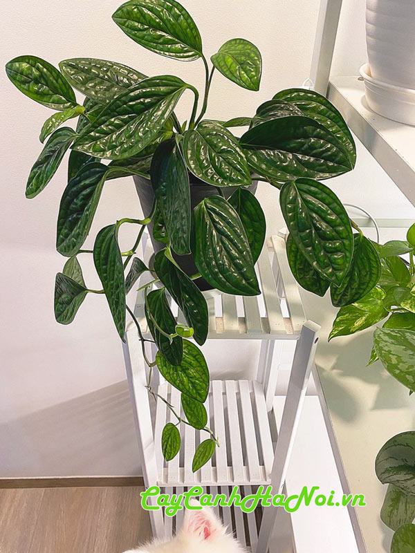 Cây trầu bà Monstera Karstenianum