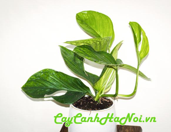 Cây trầu bà Monstera Pinnatipartita