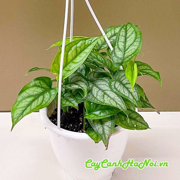 Cây trầu bà Monstera Siltepecana chậu treo