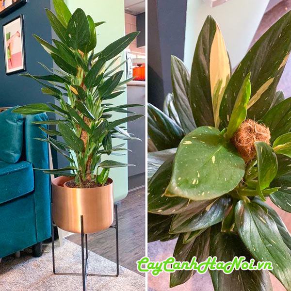 Cây trầu bà Monstera Standleyana leo cột