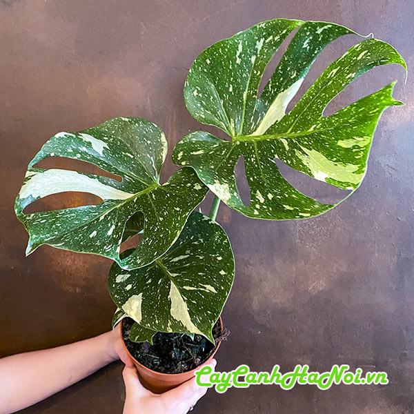 Cây trầu bà Monstera Thai Constellationtrồng nội thất