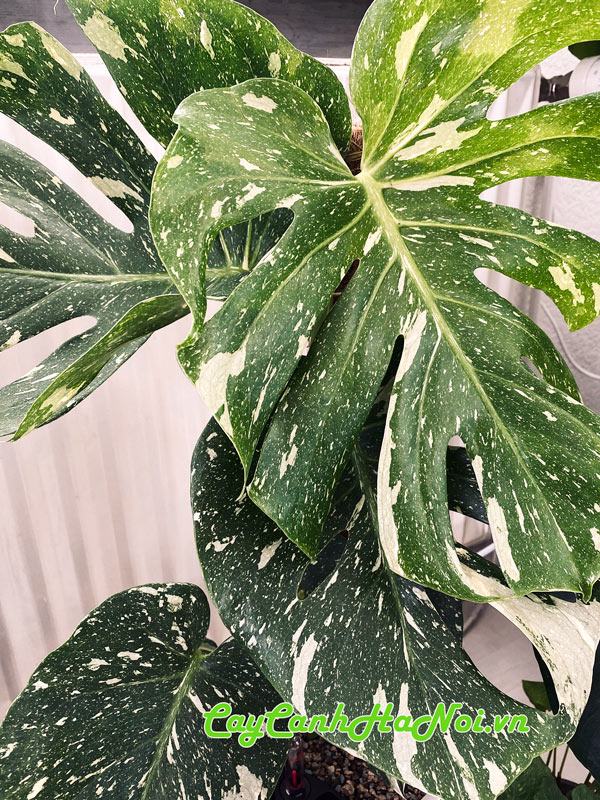 Cây trầu bà Monstera Thai Constellation