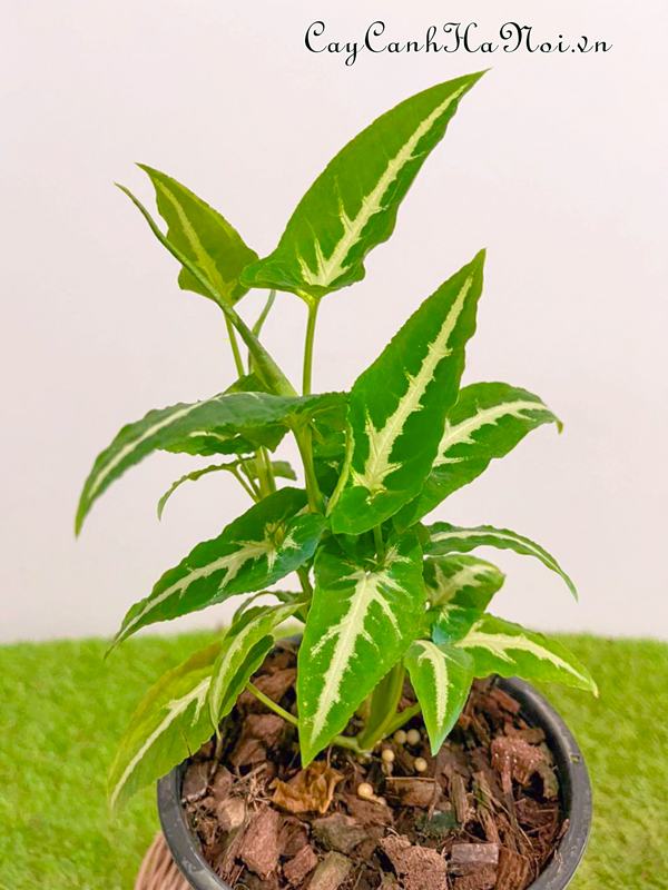 cay-trau-ba-nhung-soc-trang-syngonium-wendlandii Cây trầu bà nhung sọc trắng Syngonium Wendlandii