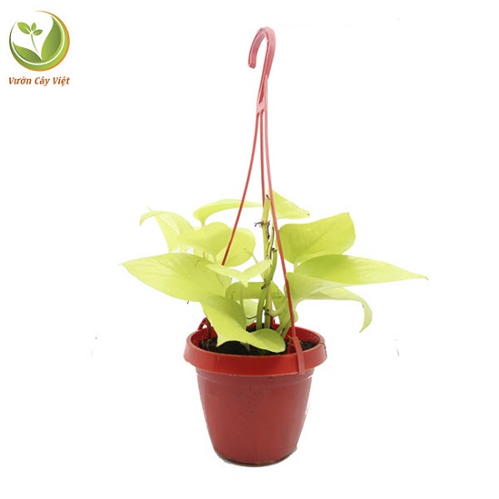 cay-trau-ba-vang-chau-treo cay-trau-ba-vang-chau-treo.JPG