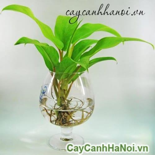 Cây trầu bà vàng lá dài trồng thủy sinh