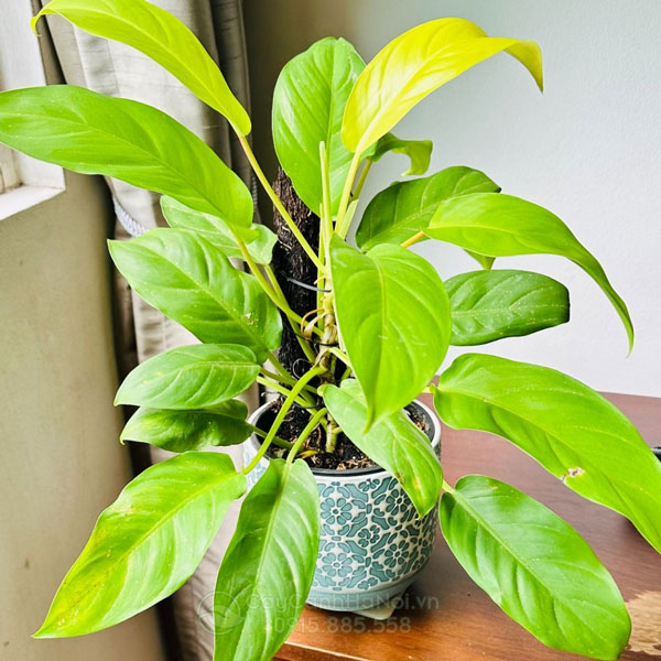 Cây trầu bà vàng lá dài - philodendron erubescens ‘gold’