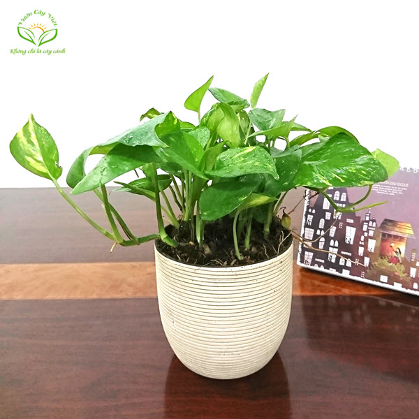 Trầu bà xanh để bàn - Vuoncayviet.com cay-trau-ba-xanh-de-ban-vuoncayviet.com.jpg