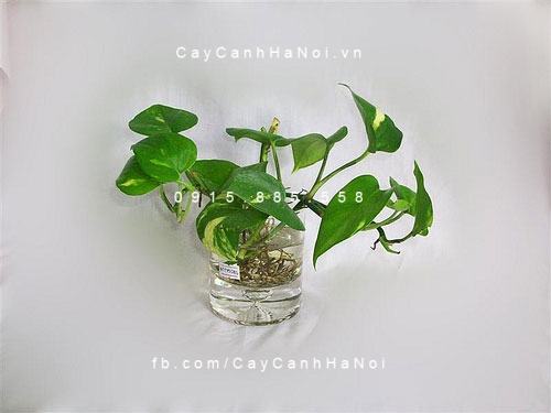 cây trầu bà - cây trồng trong nước