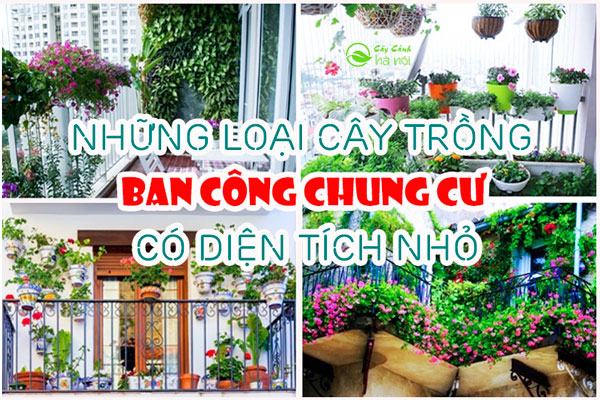 Những loại cây trồng ban công chung cư có diện tích nhỏ