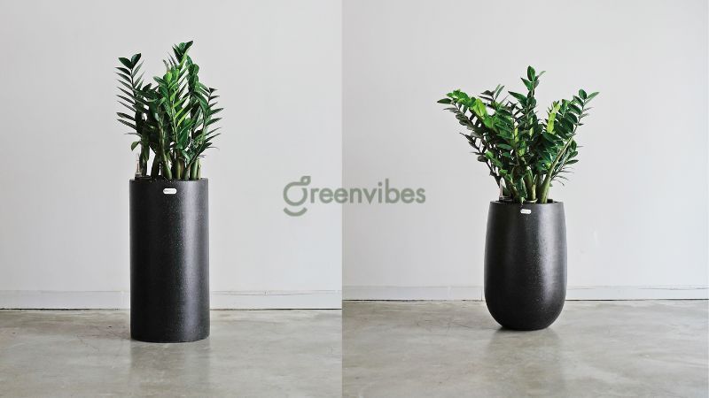 Cây kim tiền - Cây trồng ban công hướng Đông phù hợp nhất