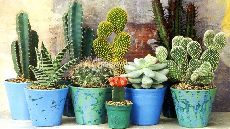 Cây xương rồng có khả năng chịu nhiệt tốt