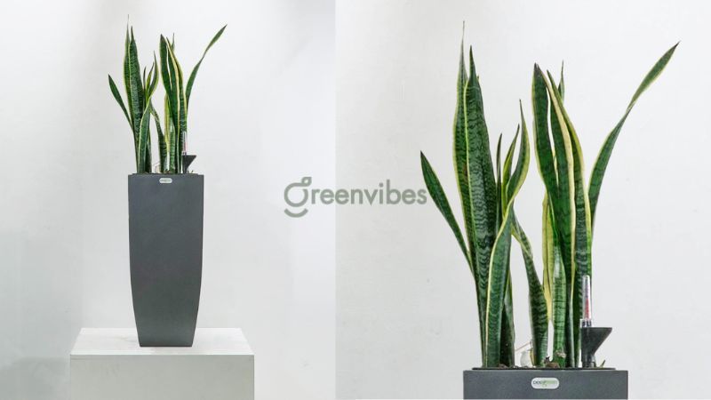 Cây lưỡi hổ trồng ở ban công hướng Đông