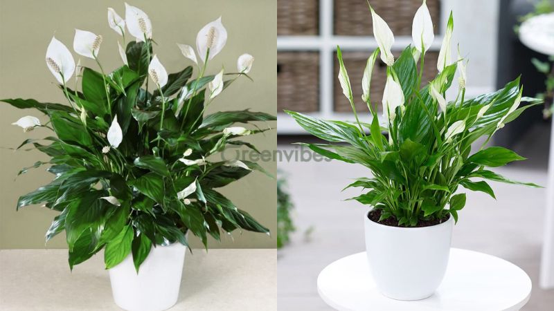 cay-trong-ban-cong-huong-tay-2 Đặt cây lan ý ở ban công vừa đẹp vừa sang trọng