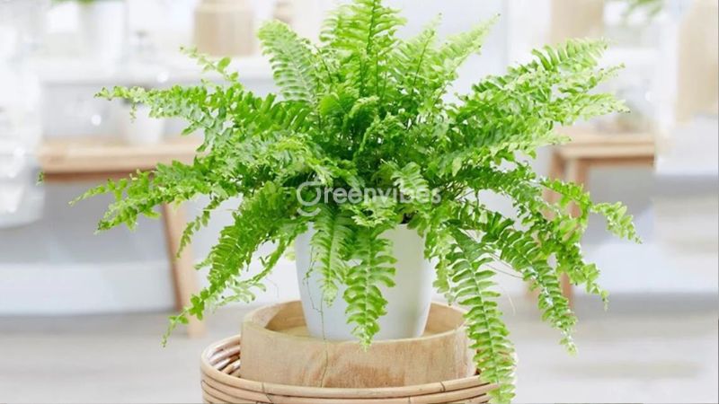 cay-trong-ban-cong-huong-tay-3 Cây dương xỉ làm sạch không khí và giúp ban công thoáng mát