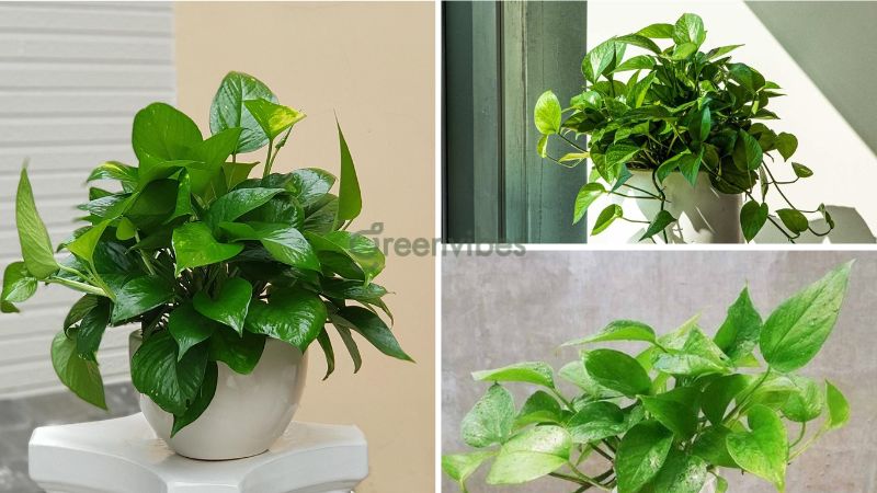 cay-trong-ban-cong-huong-tay-4 Cây trầu bà xanh giúp hút tài lộc, may mắn cho gia chủ