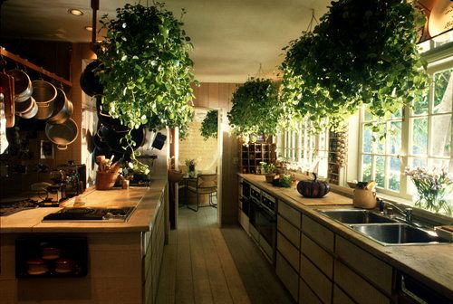 Cây trong nhà bếp không nên quá rậm rạp cay-trong-nha-bep.jpg