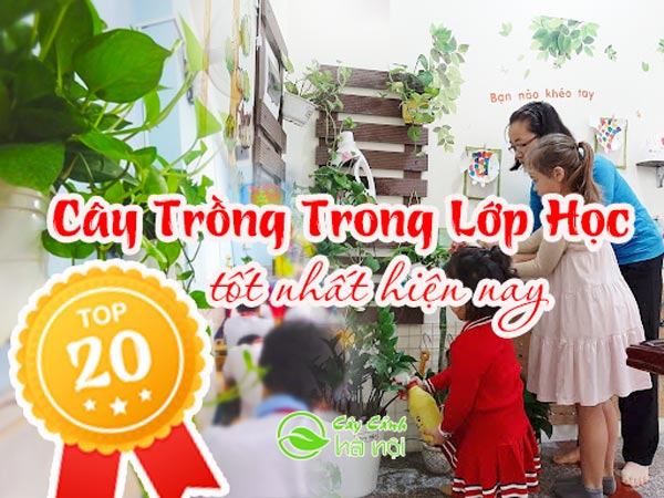 Cây trồng trong lớp học tốt nhất hiện nay