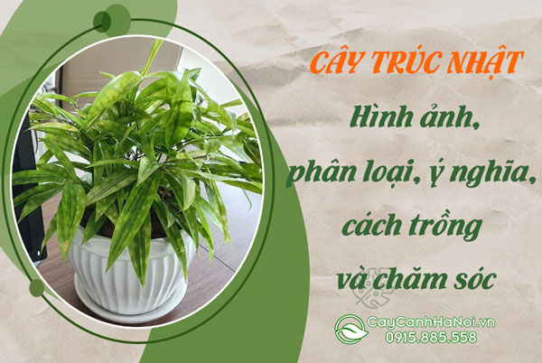 Cây Trúc Nhật: Hình ảnh, phân loại, ý nghĩa, cách trồng và chăm sóc