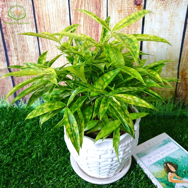 mệnh Thổ hợp cây Trúc Nhật Vàng cay-truc-phu-quy-phong-thuy.jpg