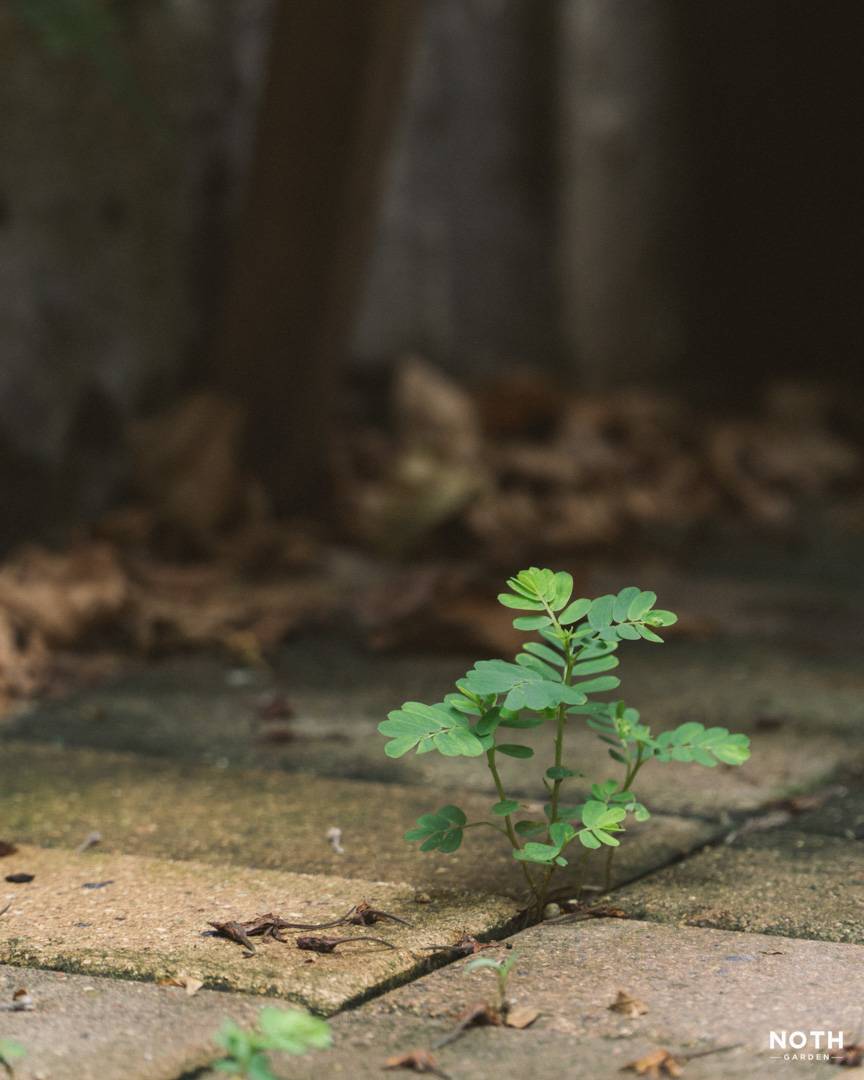 Cây từ đâu tới?