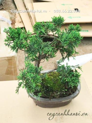 Cây tùng bồng lai bonsai