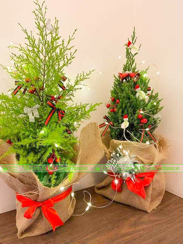 Cây tùng noel mang đến không khí giáng sinh an lành