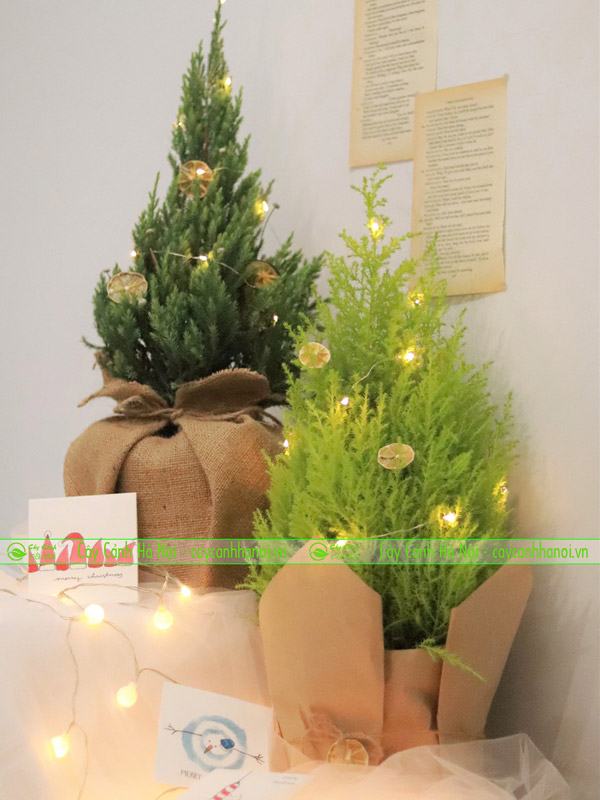 Cây tùng thông noel không thể thiếu trong mùa giáng sinh