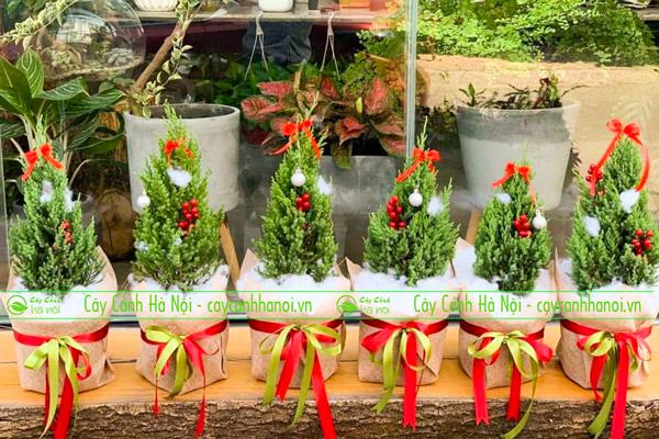 Cây tùng thông noel mang đến giáng sinh an lành