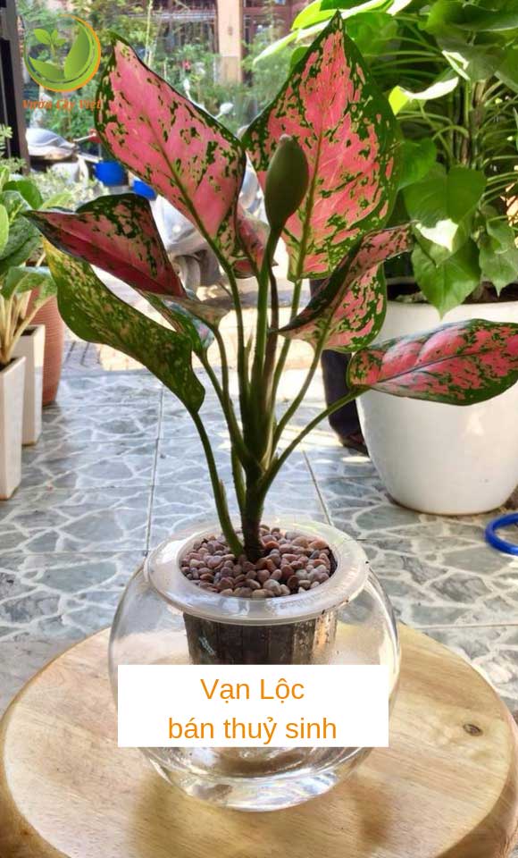 cay-van-loc-ban-thuy-sinh-vcv cay-van-loc-ban-thuy-sinh-vcv.jpg