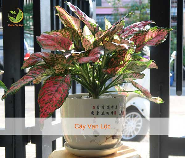 cay-van-loc-trong-chau-dat-vcv cay-van-loc-trong-chau-dat-vcv.jpg